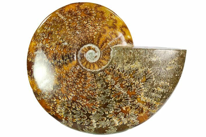 Polished, Agatized Ammonite (Cleoniceras) - Madagascar #104853